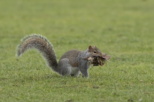 Grey squirrel (Sciurus carolinensis) adult animal with a mouthful of leaves and grass for nesting or bedding material, England, United Kingdom