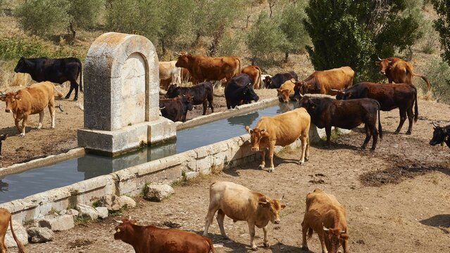 Herd of cows at drinking trough, close, Madonie National Park, autumn, late summer, Sicily, Italy