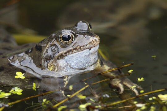 Common frog (Rana temporaria) adult croaking in a garden pond in the spring, Suffolk, England, United Kingdom