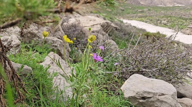 Yellow and purple wildflowers bloom among rocks and shrubs beside a rocky mountain path with snow in spring.
📍 Hawraman Takht, Kurdistan, Iran 