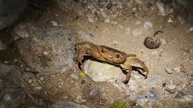 A freshwater crab (Potamon potamios) on sandy ground surrounded by stones in the play of light, Butterfly Valley, Butterfly Valley, Rhodes, Dodecanese, Greek Islands, Greece
