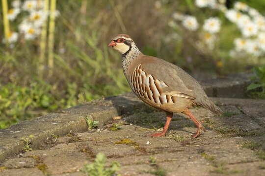 Red legged or French partridge (Alectoris rufa) adult bird on an urban garden patio, England, United Kingdom