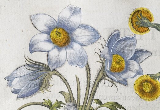 Spring pasque flower (Pulsatilla vernalis), hand-coloured copperplate engraving by Basilius Besler, from Hortus Eystettensis, 1613