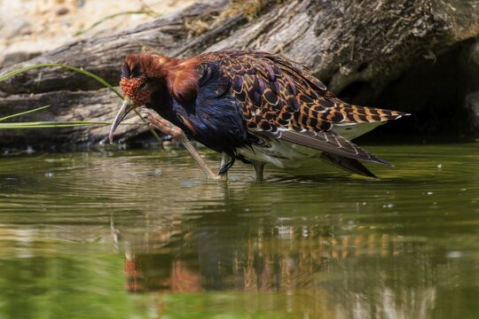 Bird foraging near the water, ruff (Calidris pugnax, Syn.: Philomachus pugnax), courtship display, France