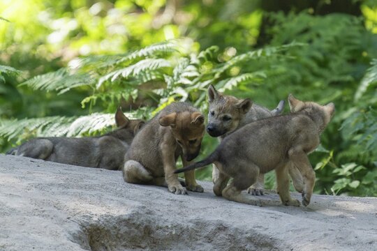 A group of wolf pups playing and interacting in the forest on a trail, European grey gray wolf (Canis lupus), Germany