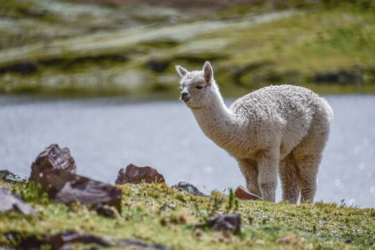 Young alpaca (Vicugna pacos) in a meadow, Andes, Ollantaytambo, Urubamba Valley, near Cusco, Peru, South America
