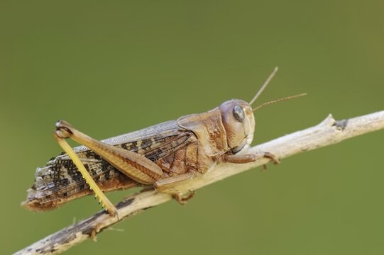 European migratory locust (Locusta migratoria), Provence, southern France