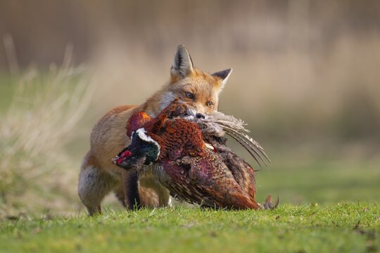 Red fox (Vulpes vulpes) adult animal carrying a dead Common Pheasant (Phasianus colchicus), Bedfordshire, England, United Kingdom