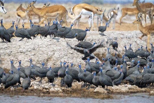 Helmeted guinea fowl (Numida meleagris), flock at the waterhole, Nxai Pan National Park, Botswana