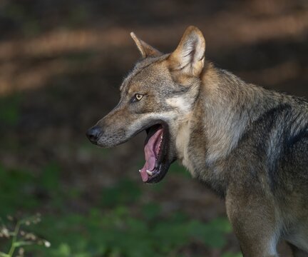 Wolf (Canis lupus) yawning, teeth visible, Germany