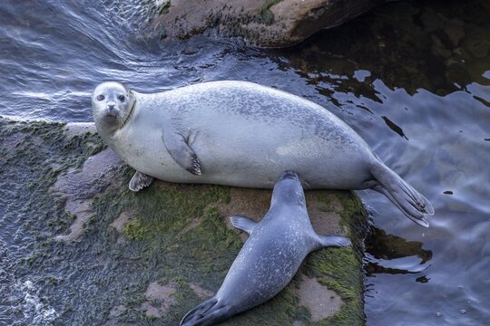 Harbor seal, phoca vitulina vitulina. Baby seal suckling its mother on a rock by the sea. Forillon national park. Province of Quebec. Canada