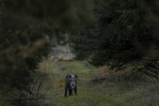 In the last evening light, the wild boar (Sus scrofa) appears in a forest aisle and a small movement attracts its attention, twilight, late autumn, mating season, November, Denmark