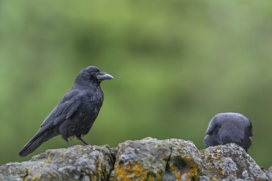 Sun crows (Corvus caurinus) eat the remains of chum salmon, carrion, carcasses, Alaska, USA
