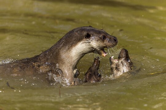 An otter shows its teeth while fighting with another otter in the water, European otter (Lutra lutra), Germany
