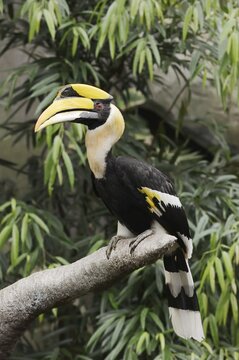 Great hornbill (Buceros bicornis), male, captive, occurrence in Asia