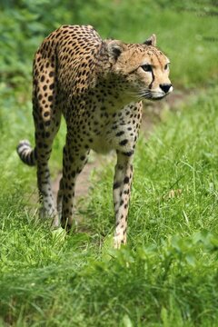 Sudan cheetah (Acinonyx jubatus soemmeringii), captive, walking, Germany
