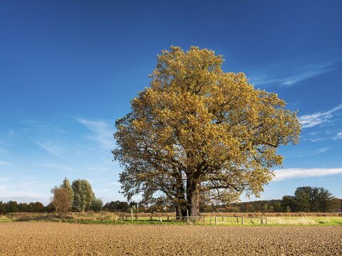 Ploughed field with huge solitary oak under blue sky with clouds in autumn, giant tree, natural monument, Thuringia, Germany