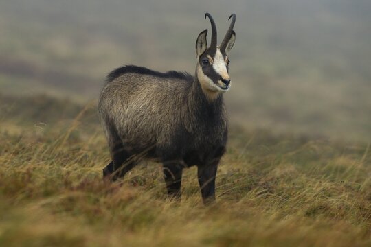 Chamois (Rupicapra rupicapra) in mountain meadow, Vosges, Hohneck, France