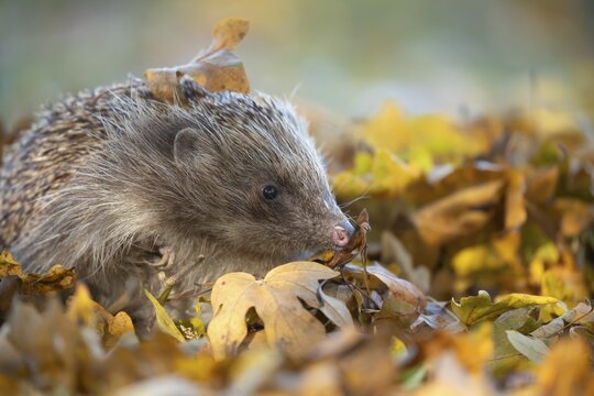 European hedgehog (Erinaceus europaeus) adult animal amongst fallen autumn leaves, Suffolk, England, United Kingdom