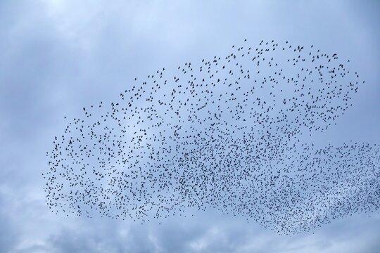 Starlings (Sturnus vulgaris) gather over the roost, autumn migration, spring migration, bird migration, assembly point, flight formation, Denmark