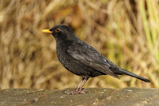 Blackbird sitting sideways with yellow beak on a wooden floor, background blurred, Blackbird (Turdus merula), wildlife, Germany