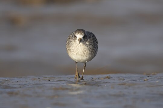 Grey plover (Pluvialis squatarola) adult bird in winter plumage walking on a mudflat, England, United Kingdom