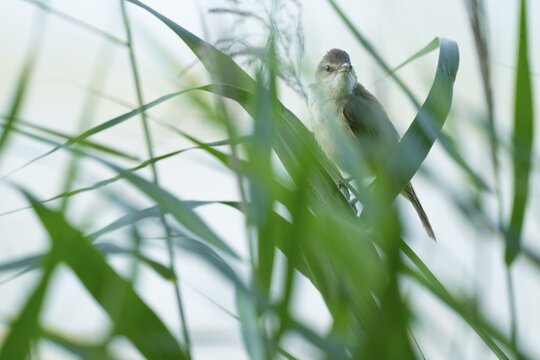 Reed warbler (Acrocephalus arundinaceus) on a reed stem, reed (Phragmites australis), Lower Saxony, Germany