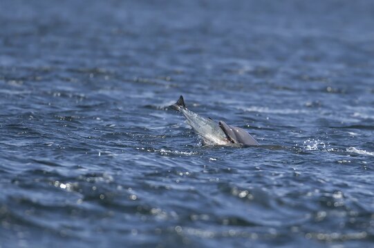 Common bottlenose dolphin (Tursiops truncatus) adult marine mammal eating a salmon fish on the surface of the sea, Scotland, United Kingdom