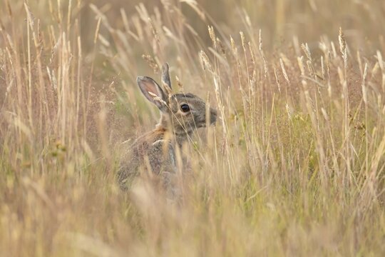 European rabbit (Oryctolagus cuniculus) adult wild mammal feeding in long grass in summer, England, United Kingdom