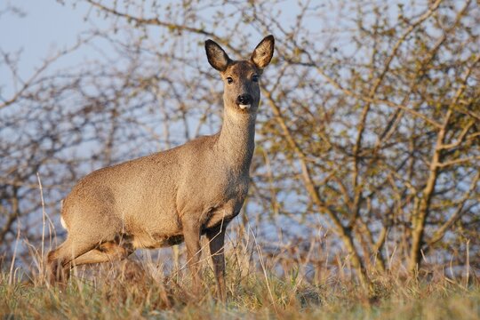 European roe deer (Capreolus capreolus), doe, North Rhine-Westphalia, Germany
