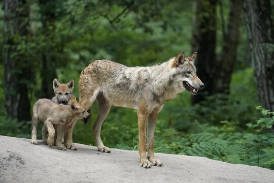 European gray wolf (Canis lupus), adult with pups, captive