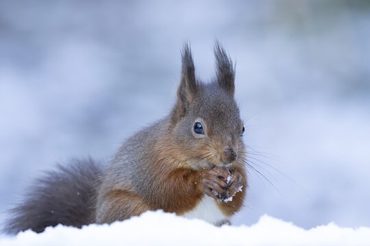 Red squirrel (Sciurus vulgaris) adult animal eating a hazel nut in snow in winter, England, United Kingdom