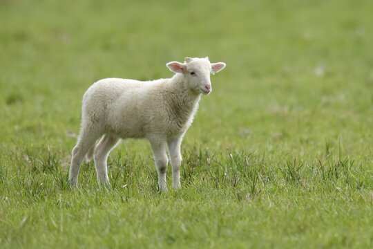 Forest sheep, lamb standing on a pasture, Germany
