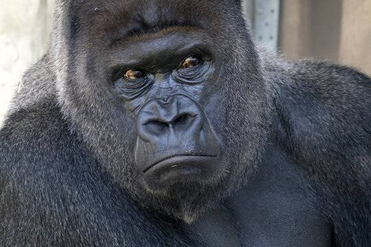 Plain gorilla ( Gorilla gorilla, gorilla) , silverback, animal portrait, Germany