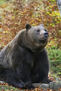Brown bear (Ursus arctos) in autumnally coloured forest, outdoor enclosure Bavarian Forest, Germany