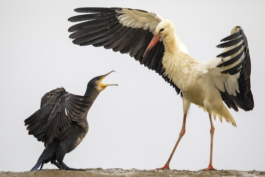Great cormorant (Phalacrocorax carbo) and White stork (Ciconia ciconia) quarrel, Kiskuns&aacute;g National Park, Hungary