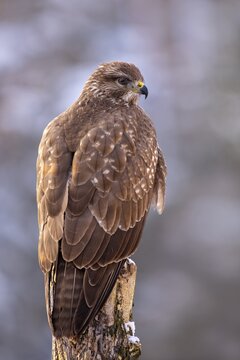 Steppe buzzard (Buteo buteo), sitting on a tree stump, Tyrol, Austria
