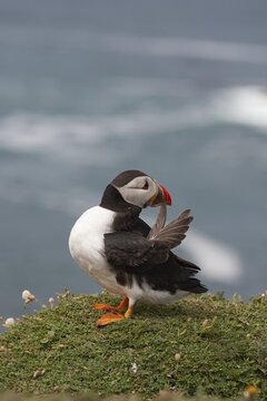 Atlantic puffin (Fratercula arctica) adult bird preening on a cliff top, Skomer island, Pembrokeshire, Wales, United Kingdom