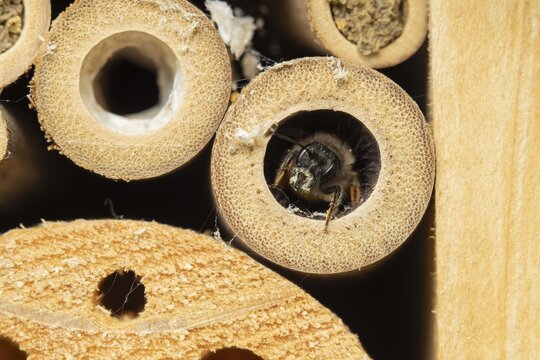 Red mason bee (Osmia bicornis) adult insect emerging from a hole on a bee or bug hotel in summer, England, United Kingdom