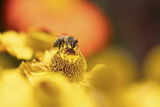 European honey bee (Apis mellifera) adult insect feeding a garden yellow Helenium flower in summer, England, United Kingdom