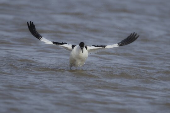 Pied avocet (Recurvirostra avosetta) adult bird flapping its wings in a lagoon, England, United Kingdom