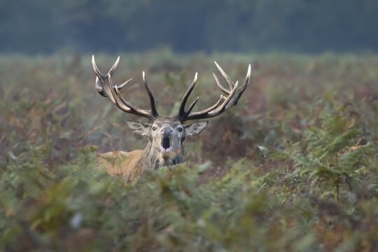 Red deer (Cervus elaphus) adult male stag animal roaring in the rutting season in autumn, England, United Kingdom