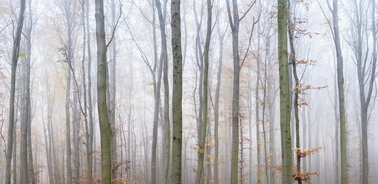 Panorama, beech forest with last colourful leaves in autumn, dense fog, Burgenlandkreis, Saxony-Anhalt, Germany