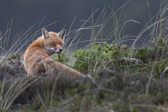 The red fox (Vulpes vulpes) looks suspiciously in our direction, but has visibly calmed down, rearing young, animal children, cute, May, Denmark