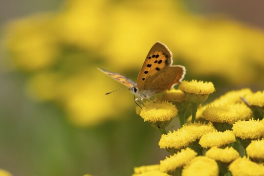 Small copper butterfly (Lycaena phlaeas) adult insect feeding on a garden Tansy flower in summer, Suffolk, England, United Kingdom