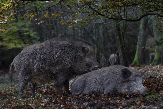 It is mating season for wild boar (Sus scrofa) and the boar dares to make an approach to a resting female, mating season, Germany