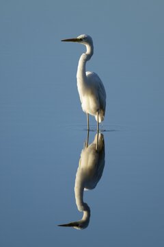 Great Egret (Ardea alba) standing in the shallow water zone of a lake, blue water, Lower Saxony, Germany
