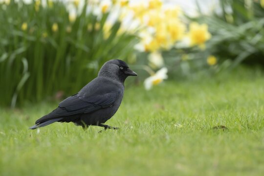 Jackdaw (Corvus monedula) adult bird on a garden grass lawn in spring, England, United Kingdom