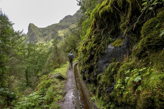 Hikers on a narrow path along a levada, forested mountains and ravines, Levada do Caldeir&atilde;o Verde, Parque Florestal das Queimadas, Madeira, Portugal