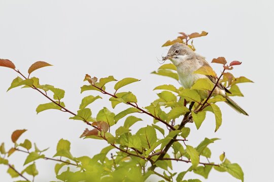 Common whitethroat (Sylvia communis) Male with food for the young birds waiting in the nest, breeding season, rearing young, Germany